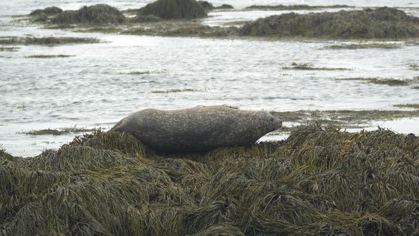 Harbour Seal Resting on Seaweed Covered Rocks on an Icelandic Shoreline