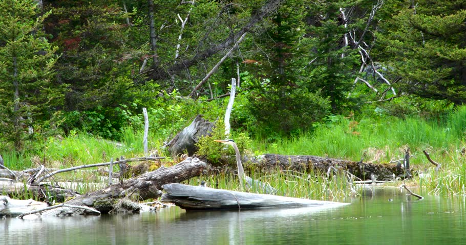 A solitary Great Blue Heron standing alert among fallen logs and marsh grass along a calm forest riverbank.