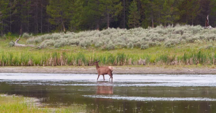 A female elk cow walks gracefully through the shallow water of the Madison river with a green meadow and dense pine forest in the background.
