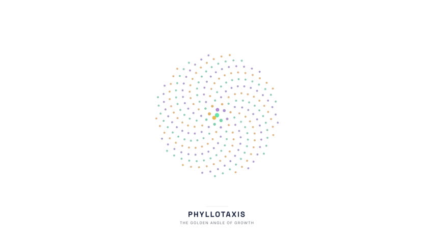 Phyllotaxis Golden Angle Spiral Animation — Sunflower Seed Pattern Mathematical Biology Loop