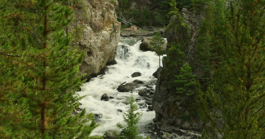 A rushing white water river cascading through a steep, rocky canyon, naturally framed by vibrant green pine trees in the foreground.