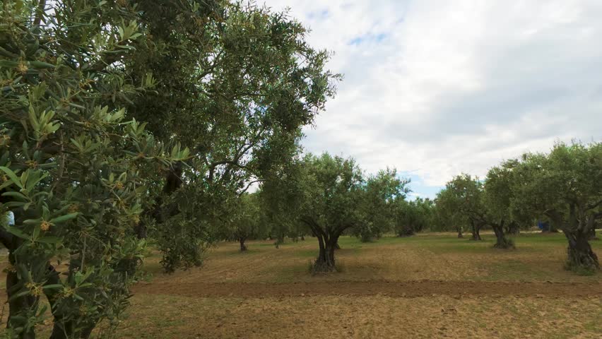 A beautiful landscape shot of a traditional olive grove under a bright, cloudy sky. The video features ancient olive trees standing in fertile soil, surrounded by a natural Mediterranean environment. Ideal for projects related to agriculture, olive oil production, organic farming, sustainable nature, Mediterranean culture, and countryside travel vlogs.