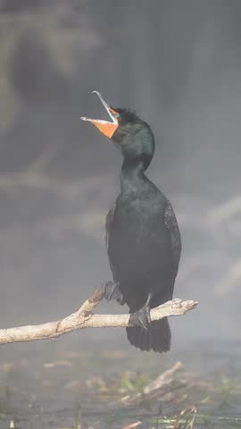 Double Crested Cormorant With Breeding Plumes and Bright Blue Mouth Plumicorns