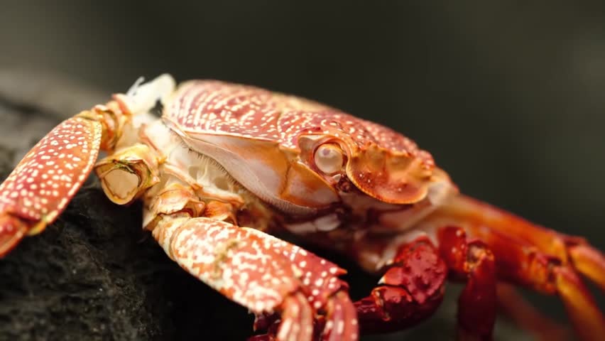 An extreme close-up macro shot of a colorful red and white spotted rock crab sitting on a black volcanic stone, showing its intricate details and texture.