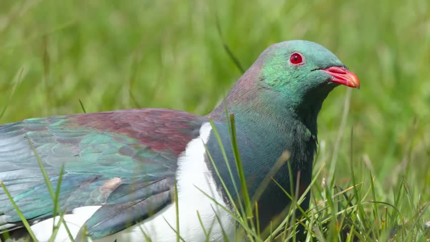 A detailed close-up shot of a Kereru, the native New Zealand pigeon, with its iridescent green-purple feathers and red eyes, resting quietly in the tall green grass.