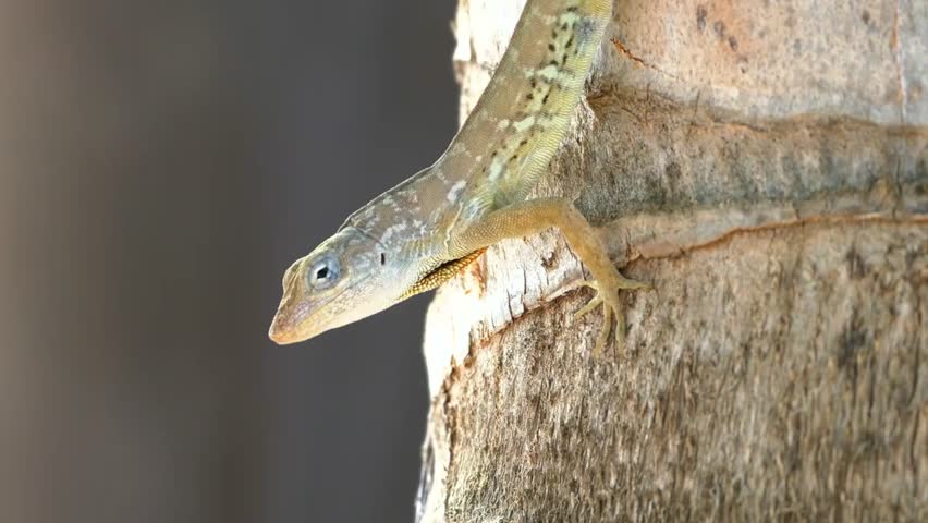 A fascinating macro close-up of a brown anole lizard perched on a palm tree trunk, extending its bright orange and yellow throat fan (dewlap) to display behavior.