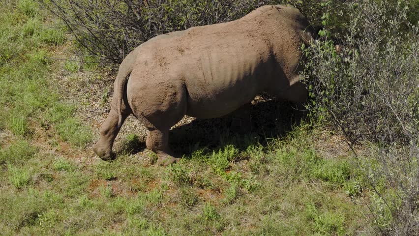 Aerial view of a rhinoceros grazing in the dense bushes of the savanna in Thabazimbi, Tumbeta Reserve, South Africa.