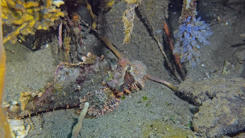 The scorpionfish lies on the seabed, camouflaged by its coloring. Tassled Scorpionfish (Scorpaenopsis oxycephala) 36 cm. Bearded appearance due to numerous tassels.