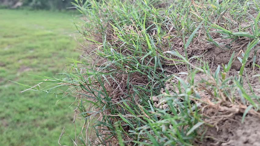 A close horizontal frame captures a single cluster of thin stalks occupying the right plane. A plain wide pasture expanse sections the background space under uniform daytime illumination.
