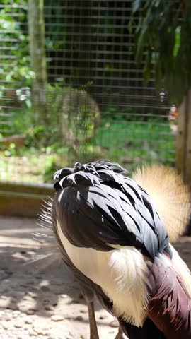 the vibrant black feathers of grey crowned crane, grey crowned crane deep preening its right wings feather in the cage in zoo