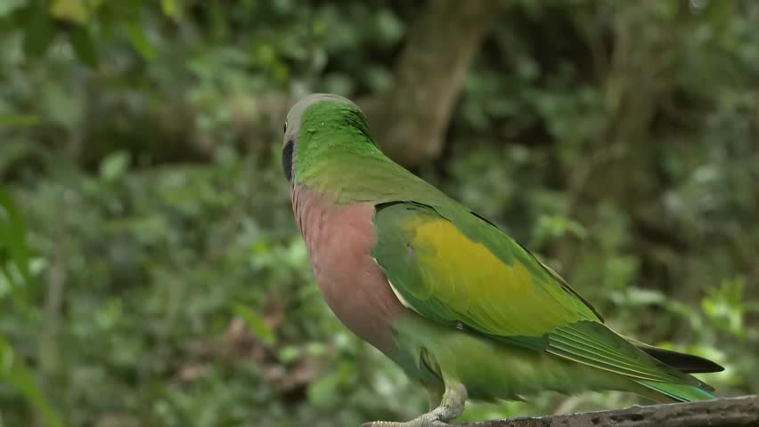 A vibrant parrot with striking green, pink, and grey plumage is captured in its natural habitat, perched on a weathered wooden ledge with a blurred forest background