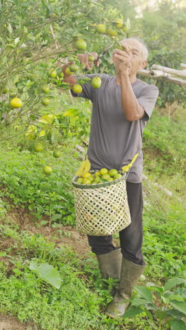 An old indonesian farmer harvesting ripe tropical oranges, citrus nobilis, from tree on farm, field, plantation, in bali, indonesia, southeast asia, rubber boots and basket, pruning shears, senior man