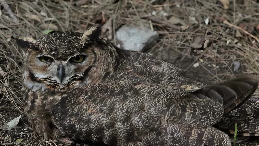 A detailed view of a Great Horned Owl