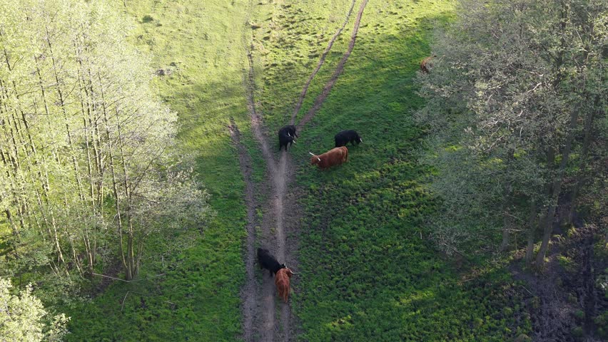 Rural landscape with highland cattle and meadow trails