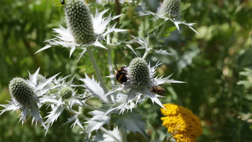 Busy bumblebee pollinating a spiky sea holly flower in a lush green summer garden