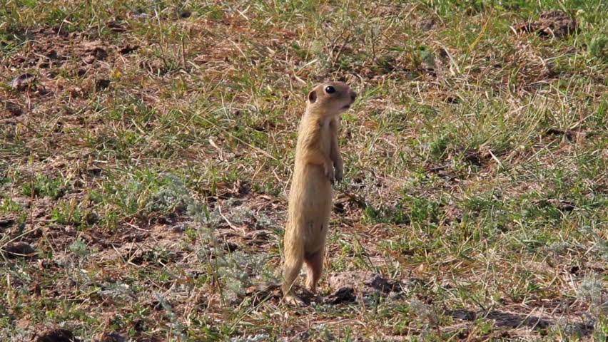 The European ground squirrel (Spermophilus citellus)

