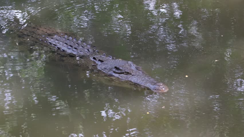 A male Saltwater crocodile (Crocodylus porosus) attempts to approach a female, Saltwater crocodile (Crocodylus porosus) swimming in calm water, Saltwater crocodile partially submerged in natural habitat