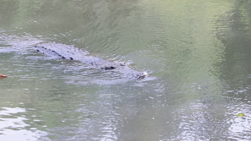 Saltwater crocodile (Crocodylus porosus) swimming in calm water, Saltwater crocodile partially submerged in natural habitat