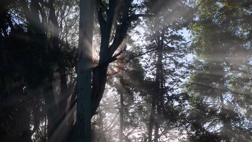 Aerial view of sun rays filtering through the dense forest canopy at Wakapuaka Cemetery in Nelson, Nelson Region, New Zealand.