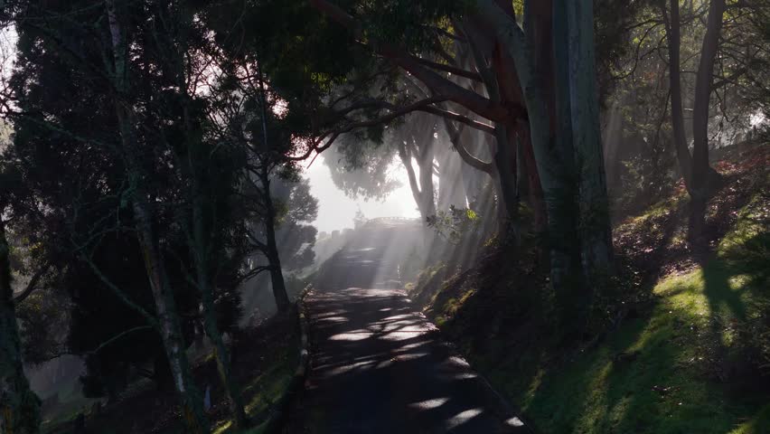 Aerial view of Wakapuaka Cemetery path with sunbeams filtering through trees in Nelson, Nelson Region, New Zealand.