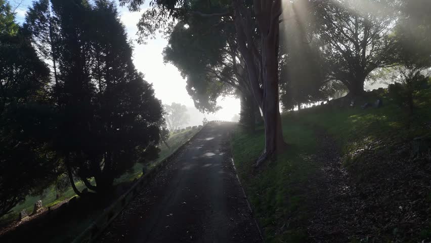 Aerial view of Wakapuaka Cemetery with sun rays filtering through trees along a path in Nelson, Nelson Region, New Zealand.