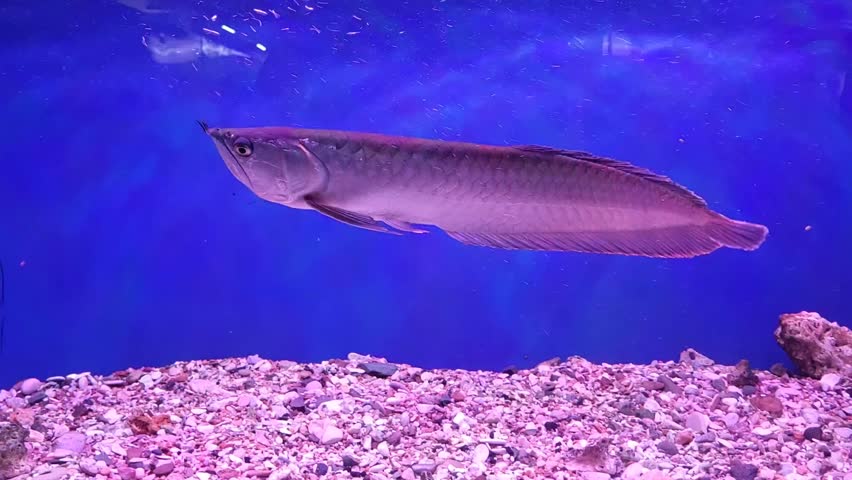 A lone tropical freshwater fish, Arawana, swims in a blue aquarium.