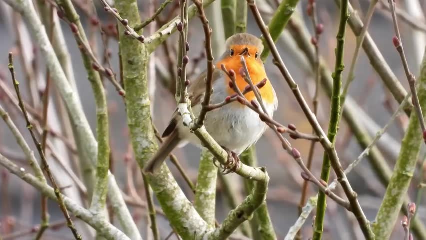 A small European robin sings while perched on budding branches.