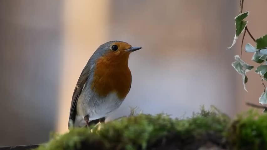 A European robin stands alert on a mossy green surface.