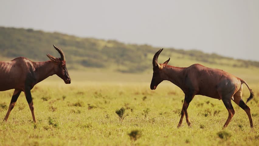 Two male topi antelopes locking horns and fighting in the open savanna grassland of Africa