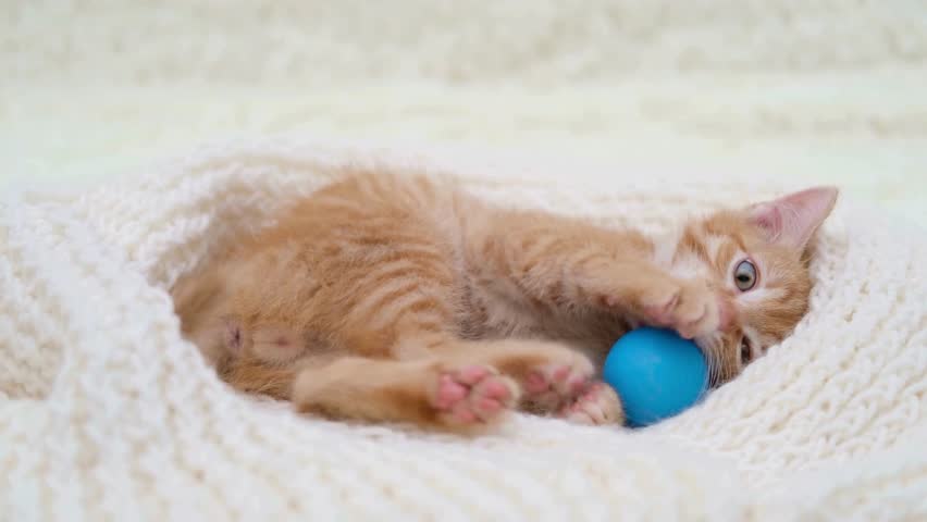 A playful ginger kitten lying on a cozy white blanket while playing with a blue toy ball