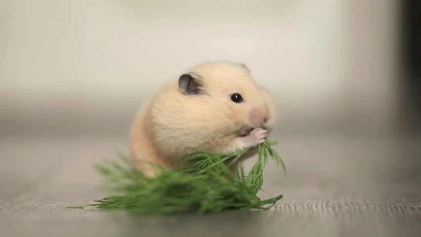 A small, fluffy cream-colored hamster stands on its hind legs while nibbling a sprig of fresh green dill
