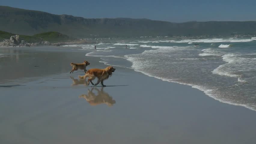 Two golden retrievers gallop playfully through the ocean surf along a wide sand beach during daytime.