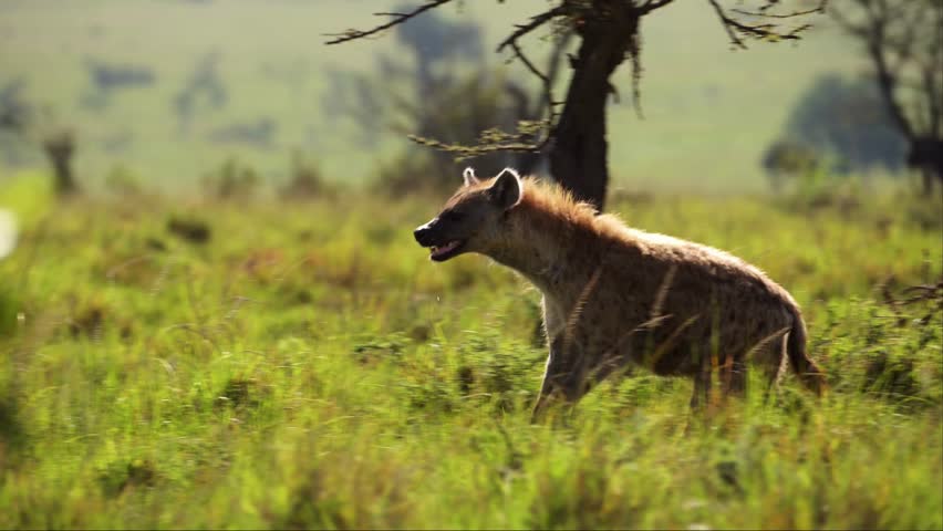 SLOW MO A spotted hyena walks briskly through the lush, sunlit green grass of the African savannah plains.