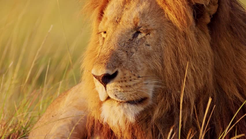 A tight, detailed close-up portrait of a majestic male African lion bathed in warm evening sunlight