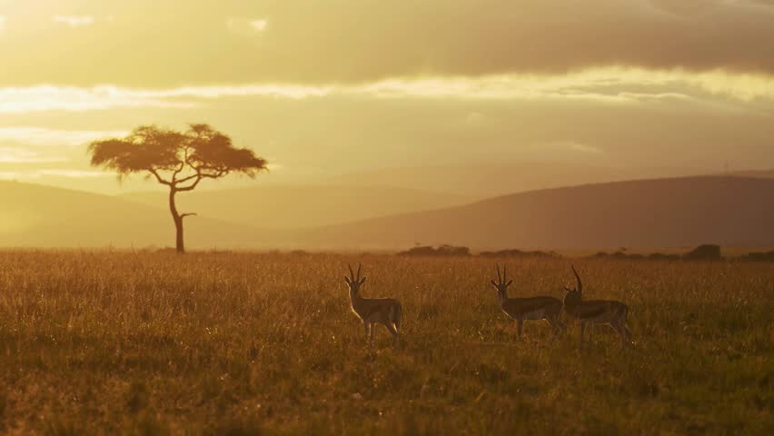 A small group of gazelles stands in the golden grassland of the African savannah at sunrise