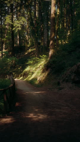 Narrow forest trail winding through sunlit trees
