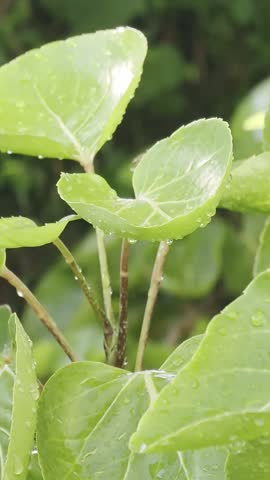 Close up of green leaves with water droplets after rain, fresh nature background