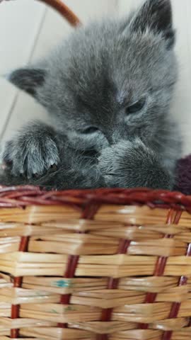 Gray Kitten Grooming Itself in Small Wicker Basket