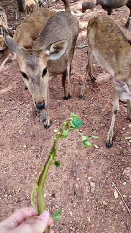 A herd of spotted deer feeding peacefully in a natural forest park, surrounded by lush green trees in a tranquil wildlife environment.