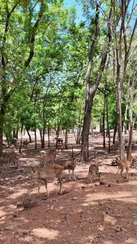 A herd of spotted deer feeding peacefully in a natural forest park, surrounded by lush green trees in a tranquil wildlife environment.