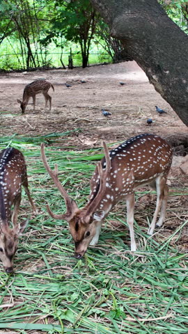 A herd of spotted deer feeding peacefully in a natural forest park, surrounded by lush green trees in a tranquil wildlife environment.