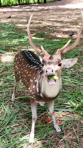 A herd of spotted deer feeding peacefully in a natural forest park, surrounded by lush green trees in a tranquil wildlife environment.