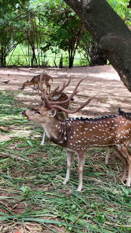 A herd of spotted deer feeding peacefully in a natural forest park, surrounded by lush green trees in a tranquil wildlife environment.
