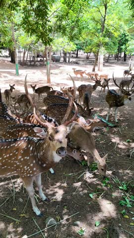A herd of spotted deer feeding peacefully in a natural forest park, surrounded by lush green trees in a tranquil wildlife environment.