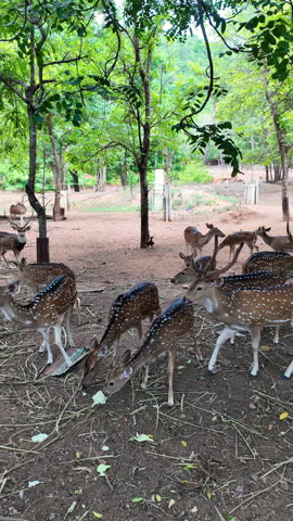A herd of spotted deer feeding peacefully in a natural forest park, surrounded by lush green trees in a tranquil wildlife environment.