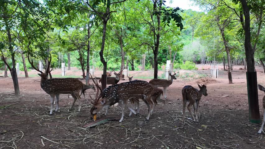 A herd of spotted deer feeding peacefully in a natural forest park, surrounded by lush green trees in a tranquil wildlife environment.