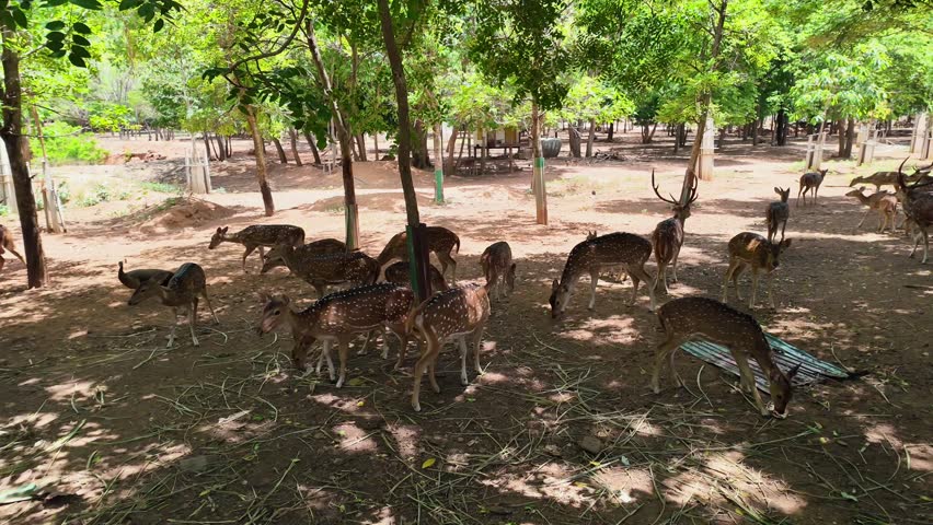 A herd of spotted deer feeding peacefully in a natural forest park, surrounded by lush green trees in a tranquil wildlife environment.