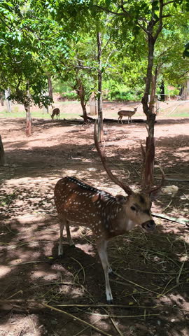 A herd of spotted deer feeding peacefully in a natural forest park, surrounded by lush green trees in a tranquil wildlife environment.
