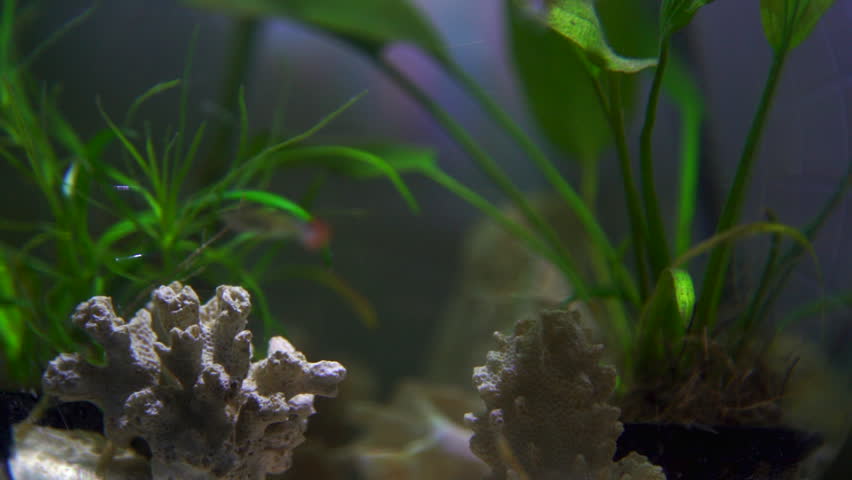 Closeup view of aquarium with fish and seashells