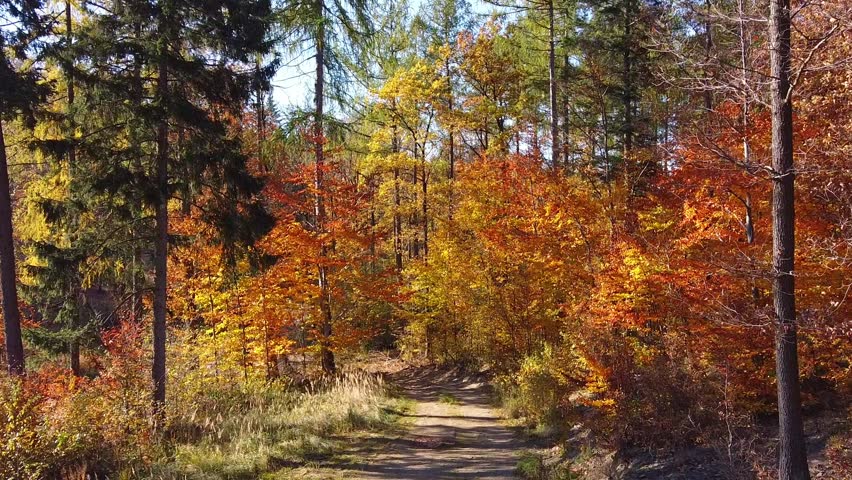 Beautiful Autumn Forest Trail With Colorful Fall Foliage And Sunlit Pathway Through Trees